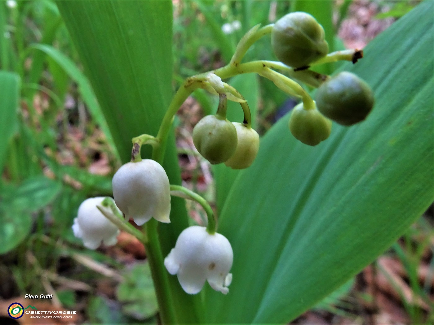 19 Convallaria maialis (Mughetto).JPG